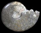 Polished Cretaceous Ammonite Fossil - Khenifra, Morocco #35301-1